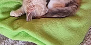 Kannel participe au concours pour gagner de l'argent avec cette photo : animal, blanket, cat, cozy, curled_up, cute, domestic_cat, feline, fur, furry, green_blanket, home, indoor, nap, pet, relaxing, resting, sleeping, small_pet, soft_texture