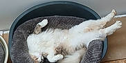 Kannel participe au concours pour gagner de l'argent avec cette photo : animal, cat, comfort, cozy, cute, floor, fluffy, fur, gray, indoor, lazy, paw, pet_bed, relaxed, resting, sleeping, stretching, tail, whiskers, wooden_floor