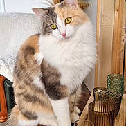 Kannel participe au concours pour gagner de l'argent avec cette photo : animal, calico_cat, cat, close_up, cozy, curious, decorative_candles, feline, fluffy, furniture, glass_candle_holders, home_decor, indoor, pet, potted_plant, relaxed, sitting, whiskers, wooden_table, yellow_eyes