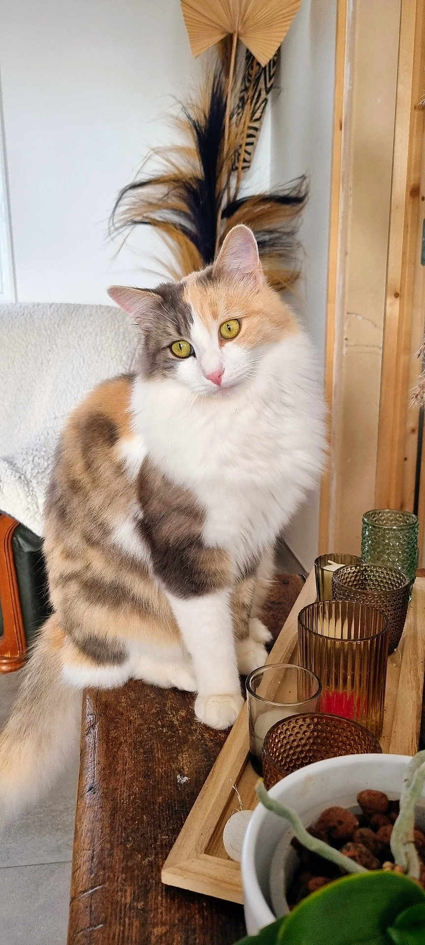 Kannel participe au concours pour gagner de l'argent avec cette photo : animal, calico_cat, cat, close_up, cozy, curious, decorative_candles, feline, fluffy, furniture, glass_candle_holders, home_decor, indoor, pet, potted_plant, relaxed, sitting, whiskers, wooden_table, yellow_eyes