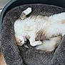 cat, pet_bed, fluffy, relaxed, indoor, feline, cozy, sleeping, fur, paw, tail, whiskers, cute, animal, domestic, resting, comfort, soft, bed, home