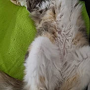 Kannel a rejoint le concours — aidez-le/la à gagner de superbes lots ! animal, blanket, cat, comfort, couch, domestic_animal, feline, fluffy, fur, gray, indoor, leather, paw, pet, relaxed, resting, sleeping, tan, whiskers, white
