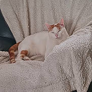 Noisette participe au concours pour gagner de l'argent avec cette photo : animal, blanket, calm, cat, chair, comfort, cozy, domestic, feline, fur, indoor, orange_and_white_cat, peaceful, pet, relaxation, resting, sleeping, soft, two_cats, window