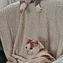 Noisette a rejoint le concours — aidez-le/la à gagner de superbes lots ! animal, calico_cat, cat, chair, comfort, cozy, curious, domestic_cat, feline, fluffy_blanket, fur, home, indoor, orange_patches, pets, relaxing, resting, two_cats, white_cat, window_light