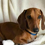 Dude is registered to the contest to win money with this photo: animal, blanket, brown_dog, canine, close_up, collar, companion, cute, dachshund, dog, domestic_animal, expression, fur, indoors, lying_down, mammal, pet, portrait, relaxed, soft_texture