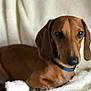 animal, blanket, brown_dog, canine, close_up, collar, companion, cute, dachshund, dog, domestic_animal, expression, fur, indoors, lying_down, mammal, pet, portrait, relaxed, soft_texture
