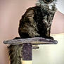 cat, fluffy, long_hair, sitting, cat_tree, indoor, pet, animal, feline, tail, ears, whiskers, looking, portrait, furniture, household, domestic, calm, closeup, furry