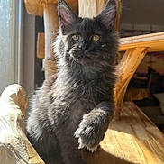 Abyss participe au concours pour gagner de l'argent avec cette photo : kitten, cat, gray_fur, fluffy, wooden_chair, sunlight, indoor, pet, close_up, feline, whiskers, paw, curious, portrait, animal, mammal, cute, domestic_cat, young_cat, ear_tufts