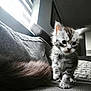 Smoke participe au concours pour gagner de l'argent avec cette photo : kitten, cat, gray_tabby, fur, couch, indoor, window_light, curious, small, pet, young, cute, cozy, texture, whiskers, paws, feline, home, soft_light, animal