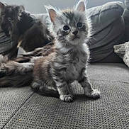 Smoke a rejoint le concours — aidez-le/la à gagner de superbes lots ! kitten, cat, feline, pet, cute, fluffy, sitting, couch, indoor, furniture, gray, soft_focus, young, animal, domestic, whiskers, ears, tail, fur, relaxed