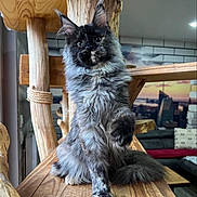 Ace a rejoint le concours — aidez-le/la à gagner de superbes lots ! cat, fluffy, wooden_cat_tree, indoor, living_room, paw_raised, feline, fur, urban, mural, cozy, modern, sitting, playful, wood, pet, home, window, background, relaxed