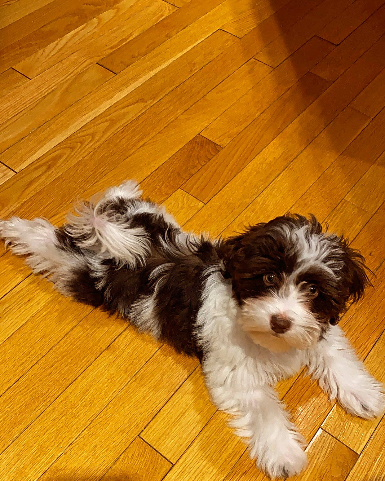 Bentley is registered to the contest to win money with this photo: carnivore, companion_dog, dog, dog_breed, flooring, fur, hardwood, laminate_flooring, liver, plank, shih_poo, small_terrier, terrier, toy_dog, varnish, water_dog, wood, wood_flooring, wood_stain, working_animal