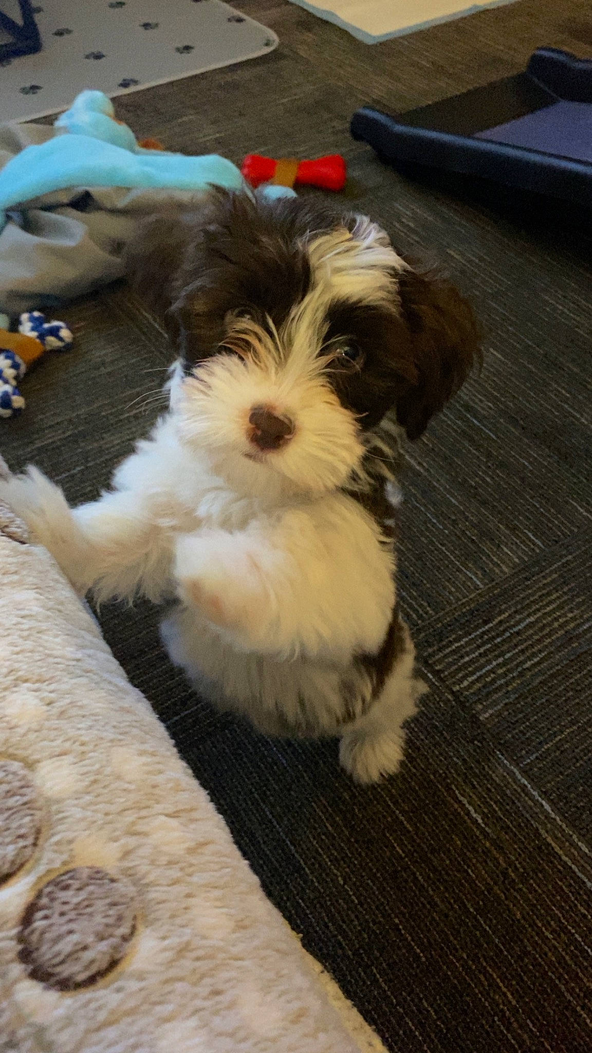 Bentley joined the competition — help win amazing prizes! canidae, carnivore, companion_dog, dog, dog_breed, flooring, fur, hardwood, liver, maltepoo, non_sporting_group, puppy, small_terrier, snout, sporting_group, terrier, toy_dog, wood, working_animal, yorkipoo