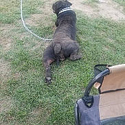 Cloe joined the competition — help win amazing prizes! dog, black_dog, grass, chain, fence, outdoor, pet, back_view, resting, collar, metal_chain, yard, summer, animal, canine, chair, seat, relaxing, nature, daytime