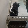 dog, black_dog, bed, mattress, white_bed, collar, indoor, floor, wooden_floor, wall, shadow, resting, lying_down, pet, animal, sleeping, quiet, domestic, furniture, room