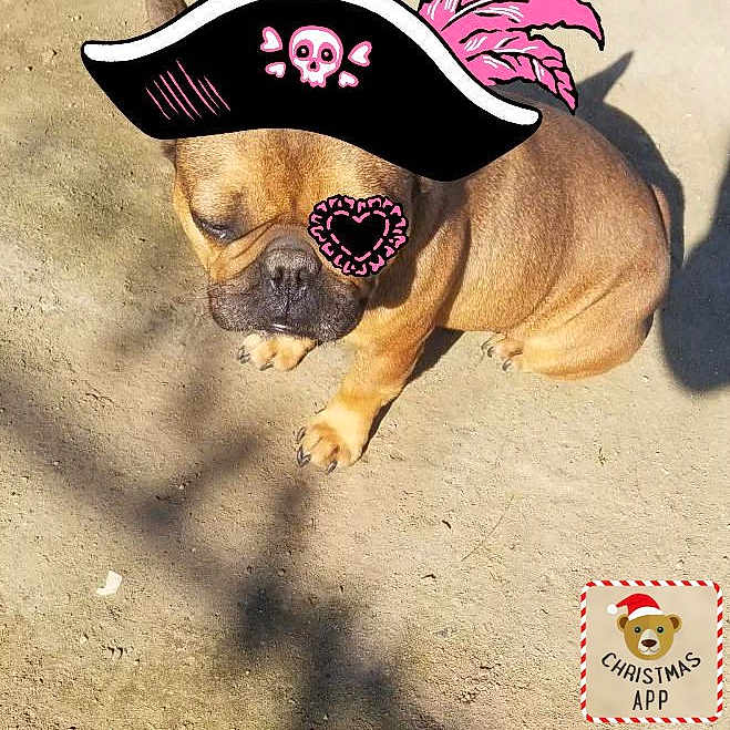 Chikita joined the competition — help win amazing prizes! animal, bostonbull, boxer, bulldog, canine, clothing, dog, envelope, face, frenchbulldog, greetingcard, hat, head, mail, person, pet, pitbull, pug, puppy, snout