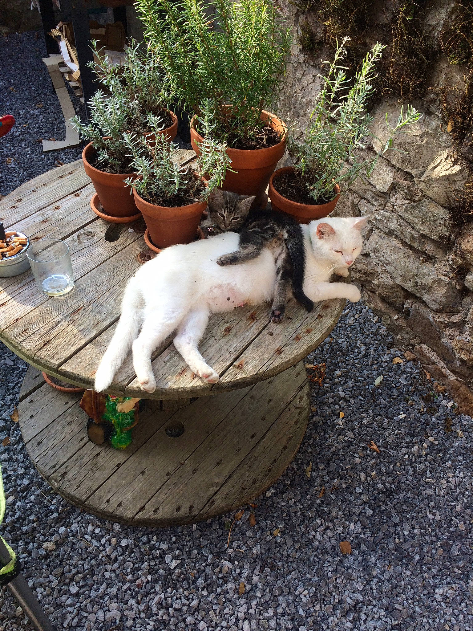 Craven participe au concours pour gagner de l'argent avec cette photo : asphalt, carnivore, cat, companion_dog, fawn, felidae, flower, flowerpot, grass, houseplant, landscape, outdoor_furniture, plant, road_surface, sidewalk, small_to_medium_sized_cats, tail, tree, whiskers, wood