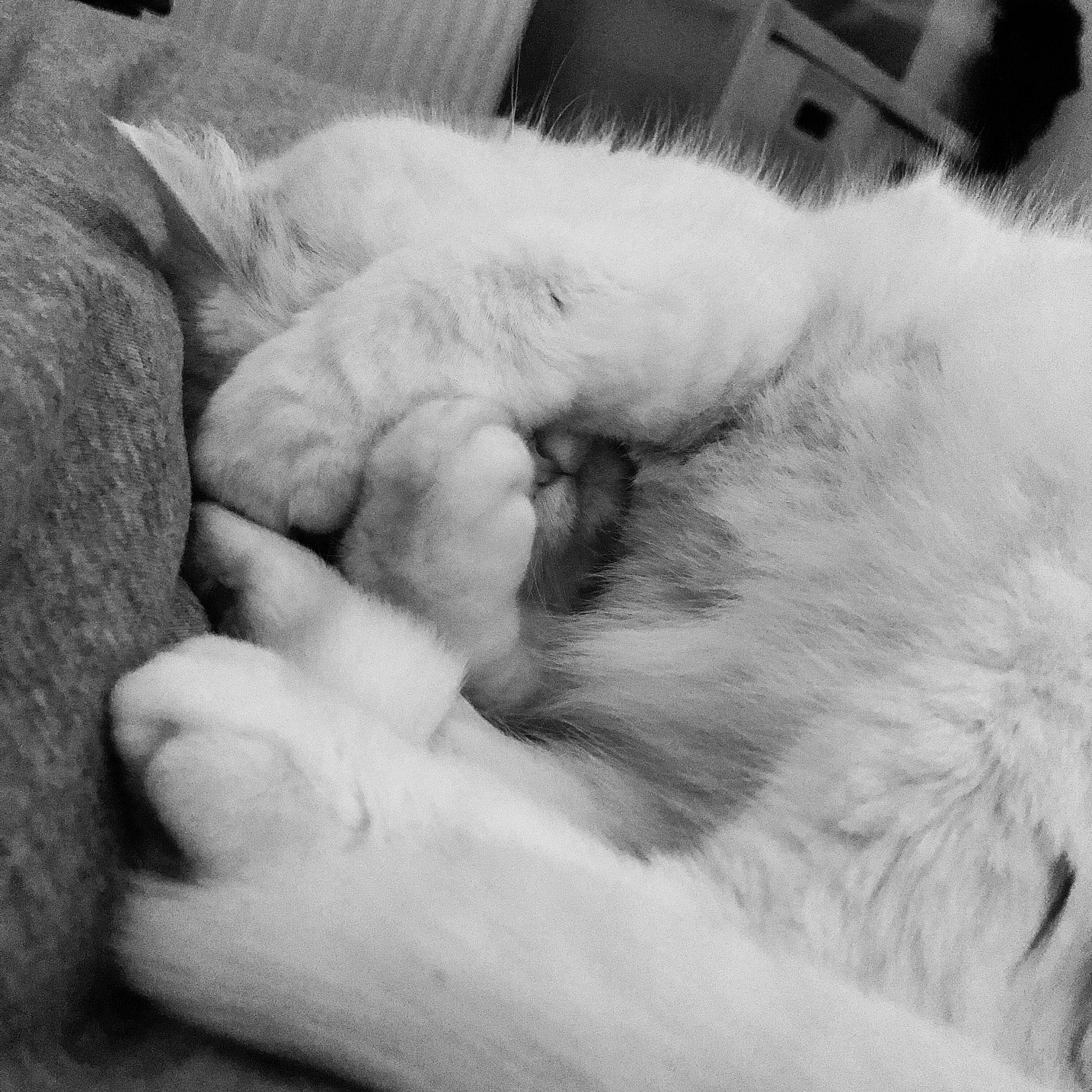 Craven a rejoint le concours — aidez-le/la à gagner de superbes lots ! carnivore, cat, claw, comfort, domestic_short_haired_cat, eye, felidae, fur, gesture, hand, monochrome, monochrome_photography, nap, nose, paw, small_to_medium_sized_cats, snout, style, tail, whiskers