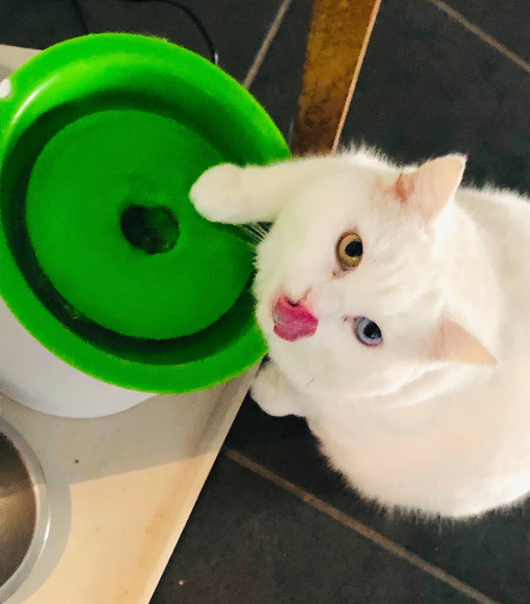 Craven a rejoint le concours — aidez-le/la à gagner de superbes lots ! automotive_tire, automotive_wheel_system, carmine, carnivore, cat, circle, claw, domestic_short_haired_cat, felidae, fur, household_supply, paper_towel, paw, plastic, small_to_medium_sized_cats, tail, toilet_seat, toy, whiskers, wood