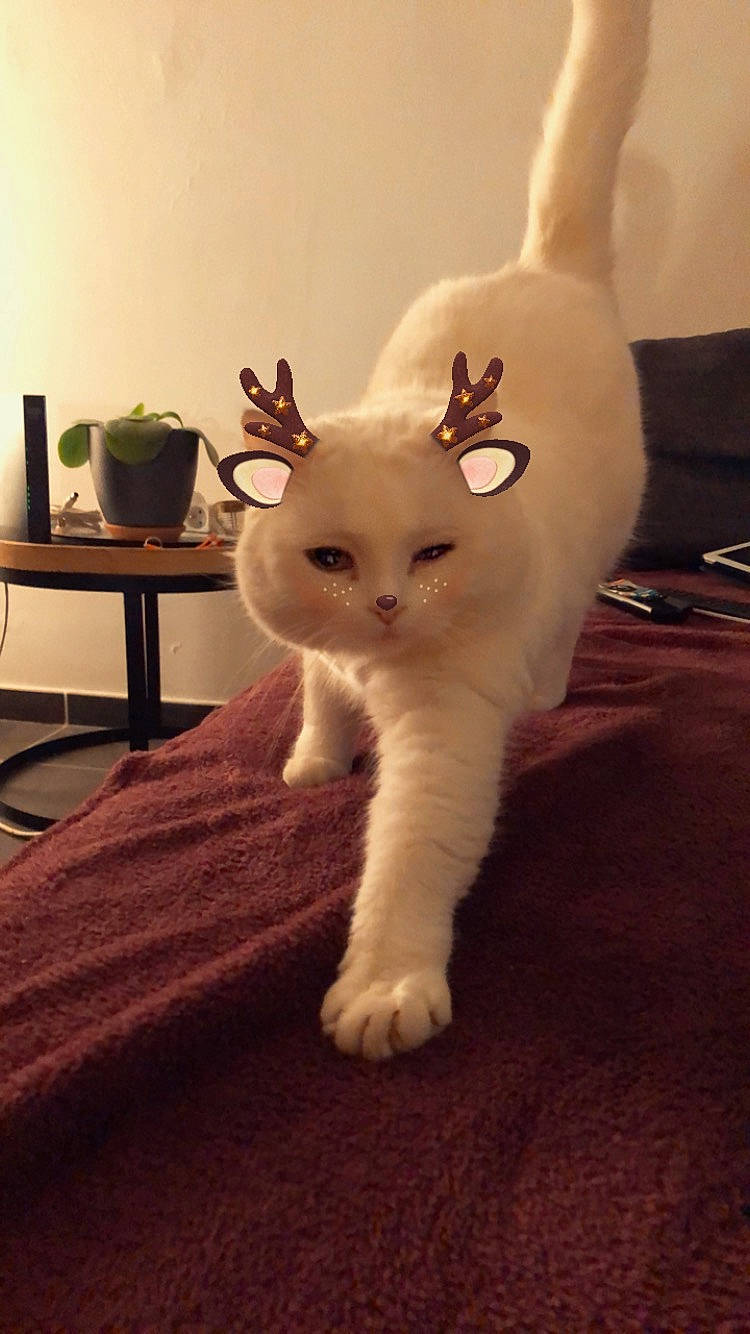 Craven participe au concours pour gagner de l'argent avec cette photo : carnivore, cat, chair, ear, fawn, felidae, fur, houseplant, paw, plush, rabbit, rabbits_and_hares, room, small_to_medium_sized_cats, snout, stuffed_toy, tail, whiskers, wood, wool