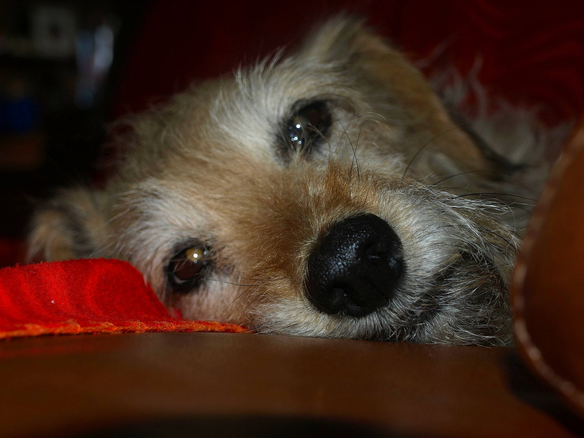 Lolie a rejoint le concours — aidez-le/la à gagner de superbes lots ! border_terrier, canidae, carnivore, claw, companion_dog, dog, dog_breed, dog_supply, fawn, fur, paw, puppy, small_terrier, snout, sporting_group, terrestrial_animal, terrier, toy_dog, whiskers, working_animal