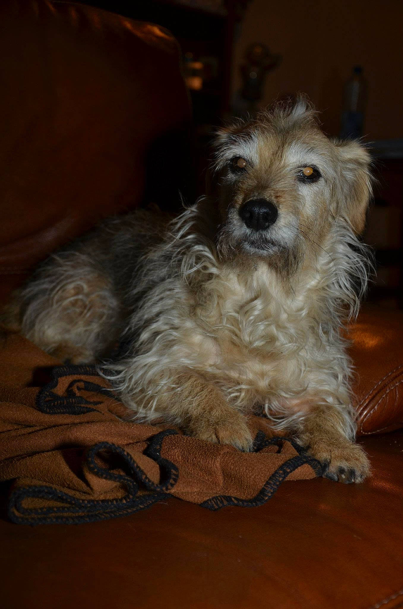 Lolie participe au concours pour gagner de l'argent avec cette photo : biewer_terrier, canidae, carnivore, companion_dog, dog, dog_breed, dog_supply, flooring, fur, hardwood, small_terrier, sporting_group, terrestrial_animal, terrier, toy_dog, varnish, wood, wood_flooring, working_animal, yorkipoo