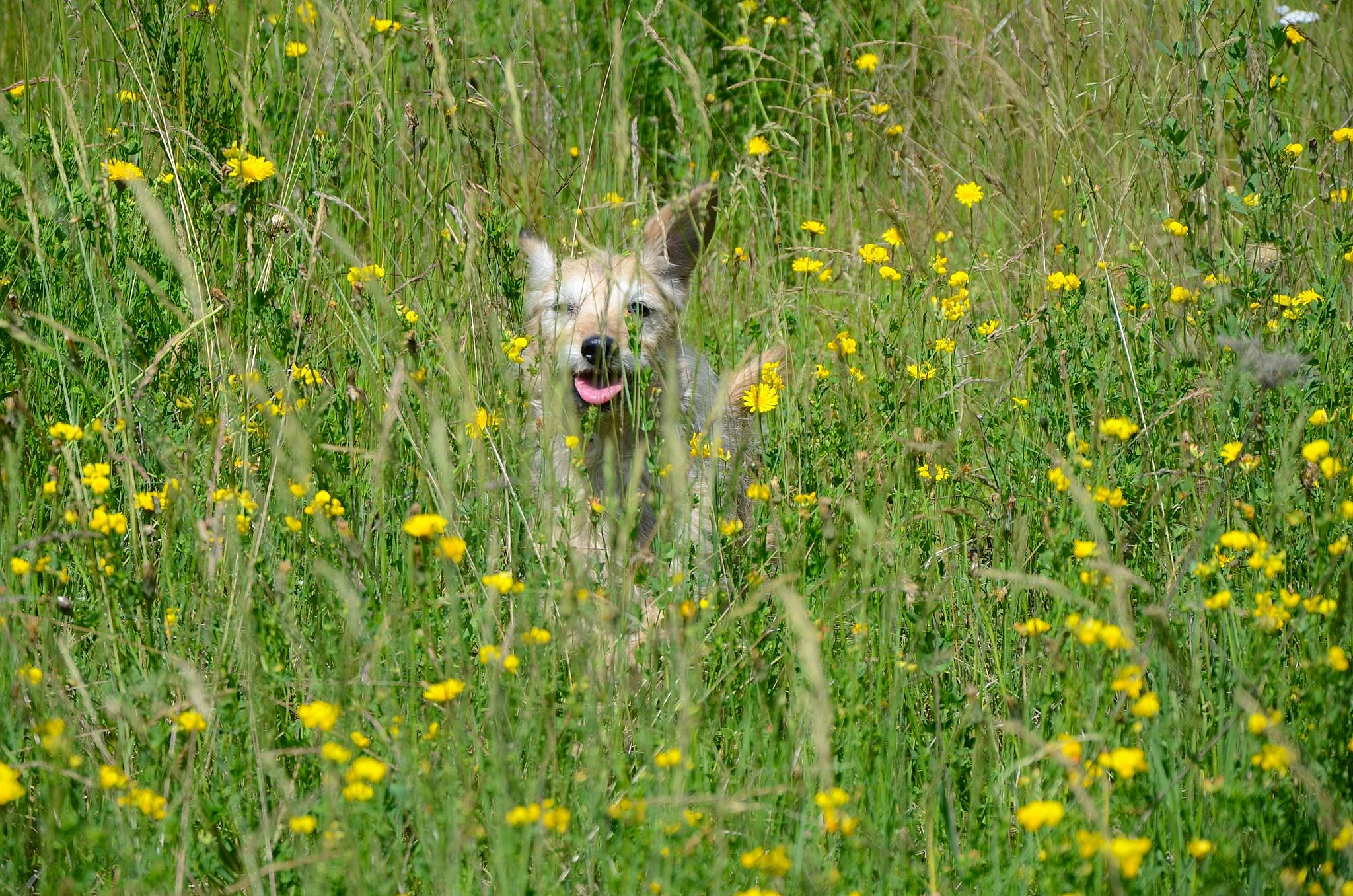 Lolie a rejoint le concours — aidez-le/la à gagner de superbes lots ! agriculture, daisy_family, ecoregion, field, flower, flowering_plant, grass, grass_family, grassland, groundcover, herbaceous_plant, meadow, natural_landscape, pasture, people_in_nature, plant, prairie, shrub, vegetation, wildlife