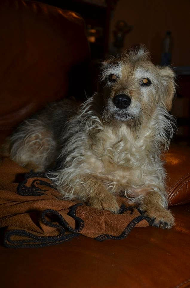 Lolie participe au concours pour gagner de l'argent avec cette photo : biewer_terrier, canidae, carnivore, companion_dog, dog, dog_breed, dog_supply, flooring, fur, hardwood, small_terrier, sporting_group, terrestrial_animal, terrier, toy_dog, varnish, wood, wood_flooring, working_animal, yorkipoo