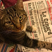 Pistou participe au concours pour gagner de l'argent avec cette photo : cat, close_up, curious, domestic_animal, fabric, face, fur, indoor, newspaper, pattern, paw, pet, print, relaxed, resting, striped, tabby, text, whiskers, yellow_eyes