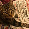 cat, close_up, curious, domestic_animal, fabric, face, fur, indoor, newspaper, pattern, paw, pet, print, relaxed, resting, striped, tabby, text, whiskers, yellow_eyes