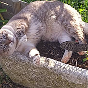 Bibi a rejoint le concours — aidez-le/la à gagner de superbes lots ! cat, animal, pet, outdoor, sunlight, garden, planter, soil, greenery, relaxed, fluffy, paw, decorative_object, nature, daylight, resting, feline, plant, leaves, shadows