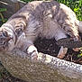 animal, cat, daylight, decorative_object, feline, fluffy, garden, greenery, leaves, nature, outdoor, paw, pet, plant, planter, relaxed, resting, shadows, soil, sunlight