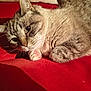 Bibi participe au concours pour gagner de l'argent avec cette photo : cat, tabby, pet, animal, feline, paw, whiskers, fur, relaxed, resting, closeup, red_background, indoor, cute, sleepy, soft_light, shadow, domestic_cat, mammal, companion