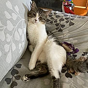 Papito is registered to the contest to win money with this photo: cat, tabby, white_fur, couch, indoor, relaxed, pet, animal, feline, resting, houseplant, furniture, cozy, patterned_fabric, domestic, whiskers, tail, paw, ears, cute