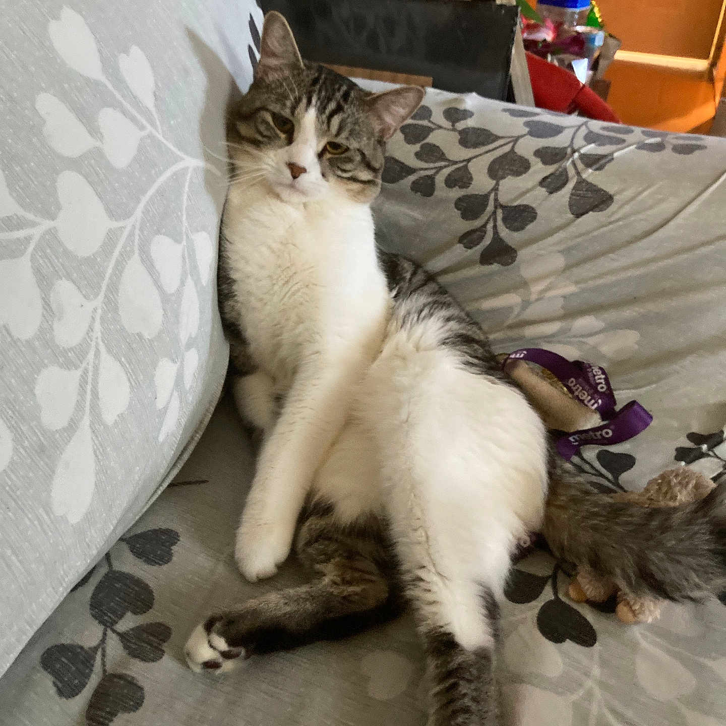 Papito is registered to the contest to win money with this photo: animal, cat, couch, cozy, cute, domestic, ears, feline, furniture, houseplant, indoor, patterned_fabric, paw, pet, relaxed, resting, tabby, tail, whiskers, white_fur