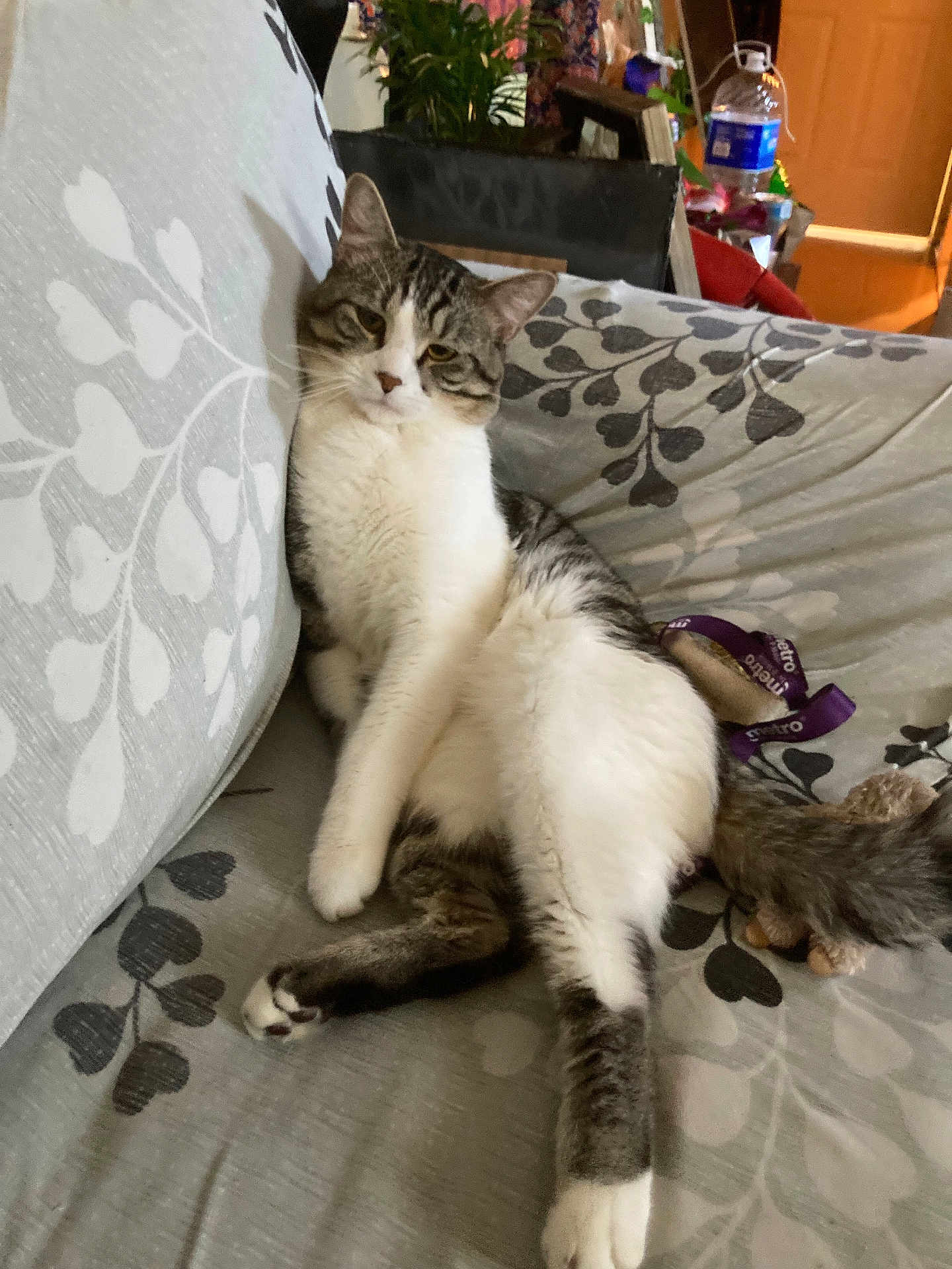 Papito is registered to the contest to win money with this photo: cat, tabby, white_fur, couch, indoor, relaxed, pet, animal, feline, resting, houseplant, furniture, cozy, patterned_fabric, domestic, whiskers, tail, paw, ears, cute