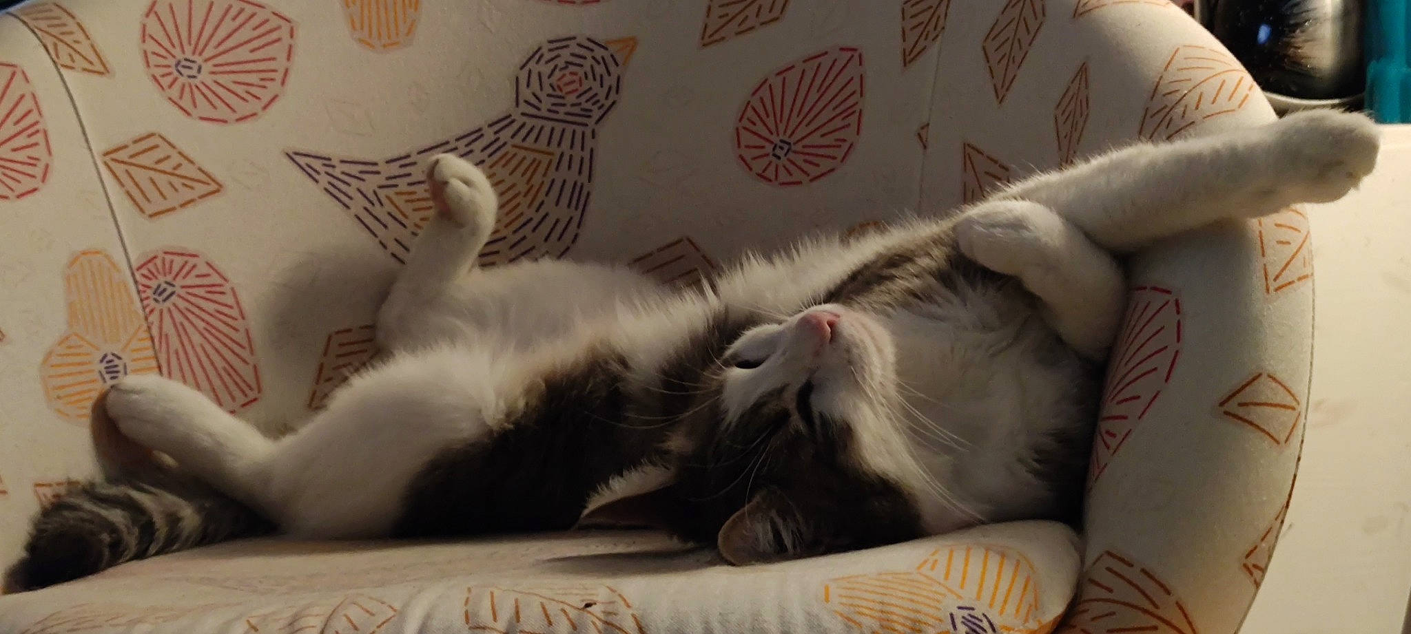 Malcolm participe au concours pour gagner de l'argent avec cette photo : art, bed_sheet, bedding, blanket, carnivore, cat, claw, comfort, domestic_short_haired_cat, felidae, fur, linens, nap, paw, sleep, small_to_medium_sized_cats, snout, tail, whiskers, wood