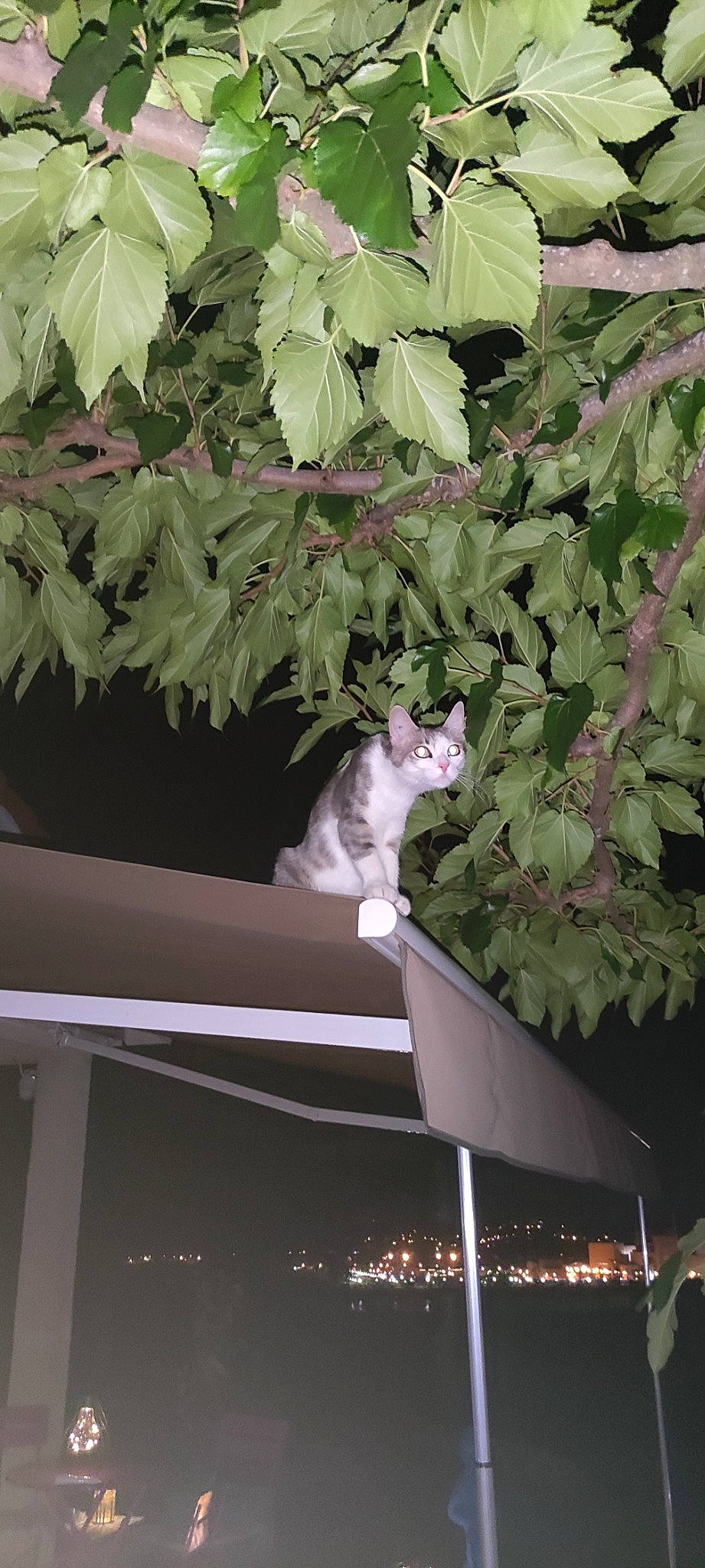 Malcolm a rejoint le concours — aidez-le/la à gagner de superbes lots ! carnivore, cat, domestic_short_haired_cat, felidae, flowering_plant, fur, grass, leaf, night, plant, porch, roof, small_to_medium_sized_cats, tail, tints_and_shades, tree, twig, whiskers, window, wood