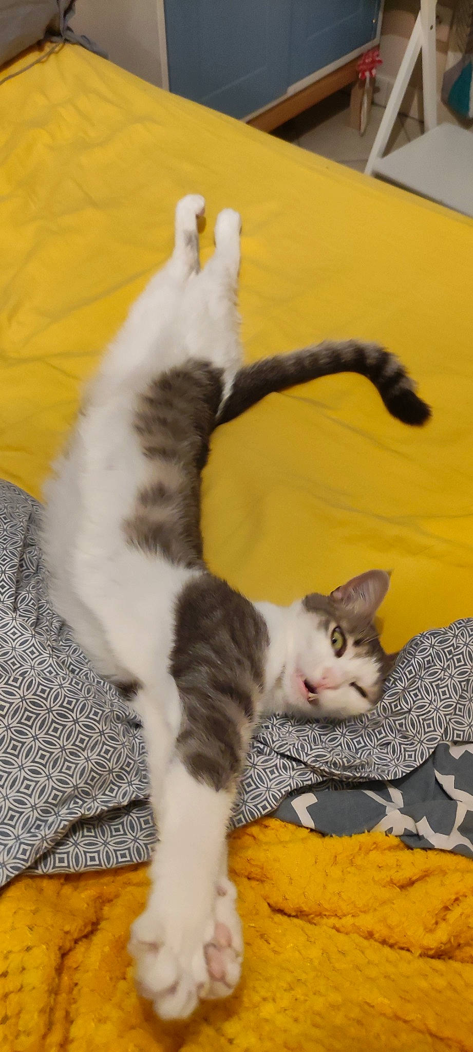 Malcolm a rejoint le concours — aidez-le/la à gagner de superbes lots ! carnivore, cat, cat_supply, claw, comfort, domestic_short_haired_cat, felidae, flooring, fur, hardwood, linens, mammal, nap, paw, small_to_medium_sized_cats, tail, vertebrate, whiskers, wood