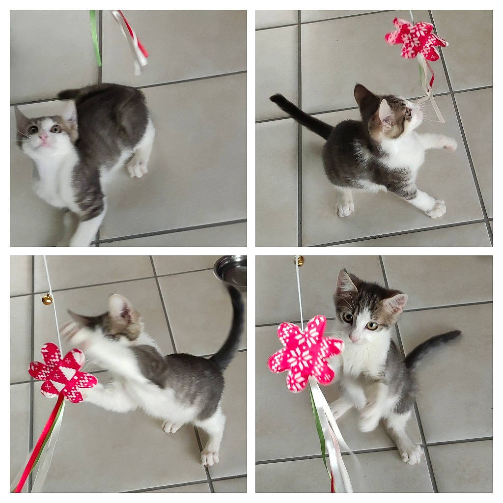 Malcolm participe au concours pour gagner de l'argent avec cette photo : art, carnivore, cat, collage, domestic_short_haired_cat, felidae, fur, mammal, pattern, paw, pet_supply, photo_caption, photograph, photography, small_to_medium_sized_cats, snapshot, tail, vertebrate, whiskers, white