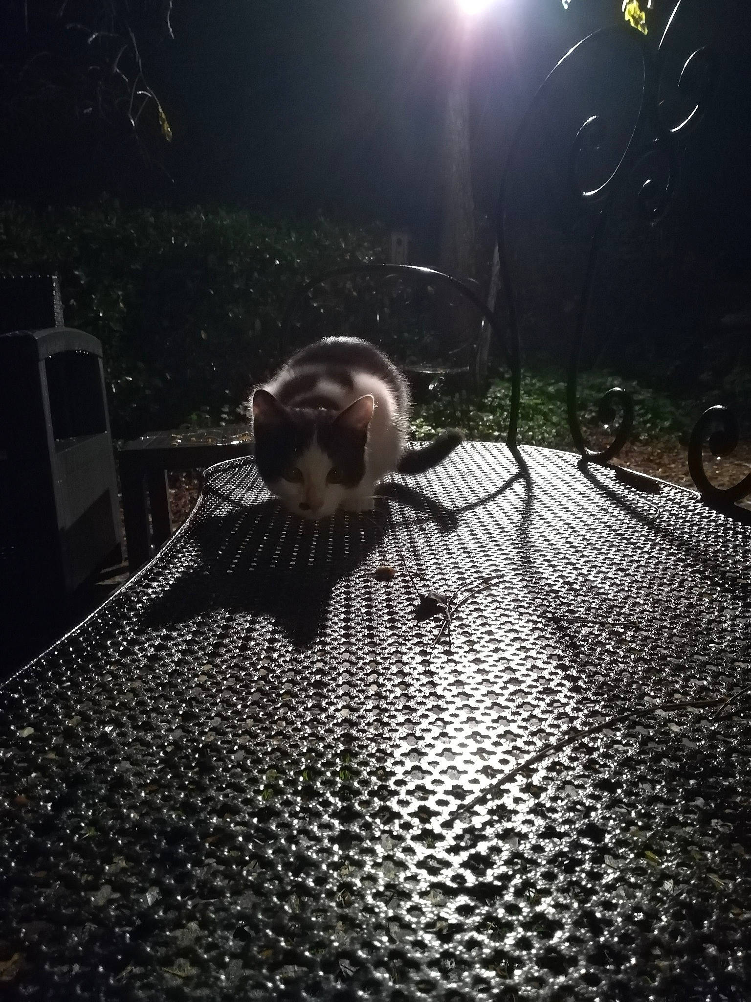 Rubi participe au concours pour gagner de l'argent avec cette photo : backlighting, darkness, lens_flare, midnight, shadow, small_to_medium_sized_cats