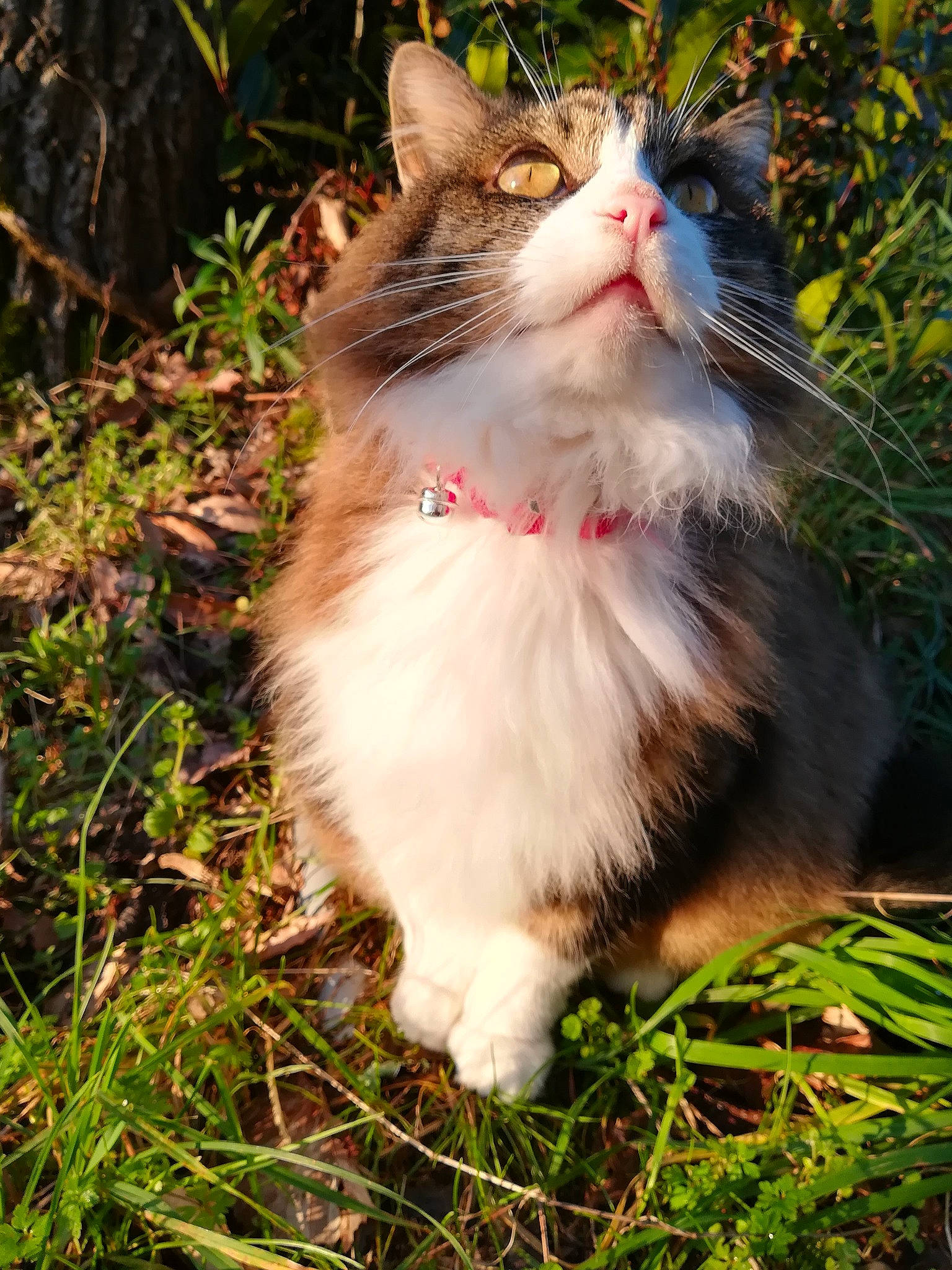 Momo participe au concours pour gagner de l'argent avec cette photo : carnivore, cat, collar, felidae, fur, grass, grass_family, small_to_medium_sized_cats, snout, spring, whiskers