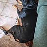 animal, black_dog, canine, companion, couch, cozy, dog, domestic, floor, fur, home, indoor, laying_down, pets, quiet, relaxing, resting, speckled_dog, tan_dog, tile_floor