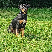 Akyra a rejoint le concours — aidez-le/la à gagner de superbes lots ! dog, rottweiler, animal, grass, field, outdoor, pet, canine, nature, sitting, greenery, collar, alert, mammal, summer, daylight, forest, portrait, watchful, loyal