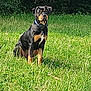 dog, rottweiler, animal, grass, field, outdoor, pet, canine, nature, sitting, greenery, collar, alert, mammal, summer, daylight, forest, portrait, watchful, loyal