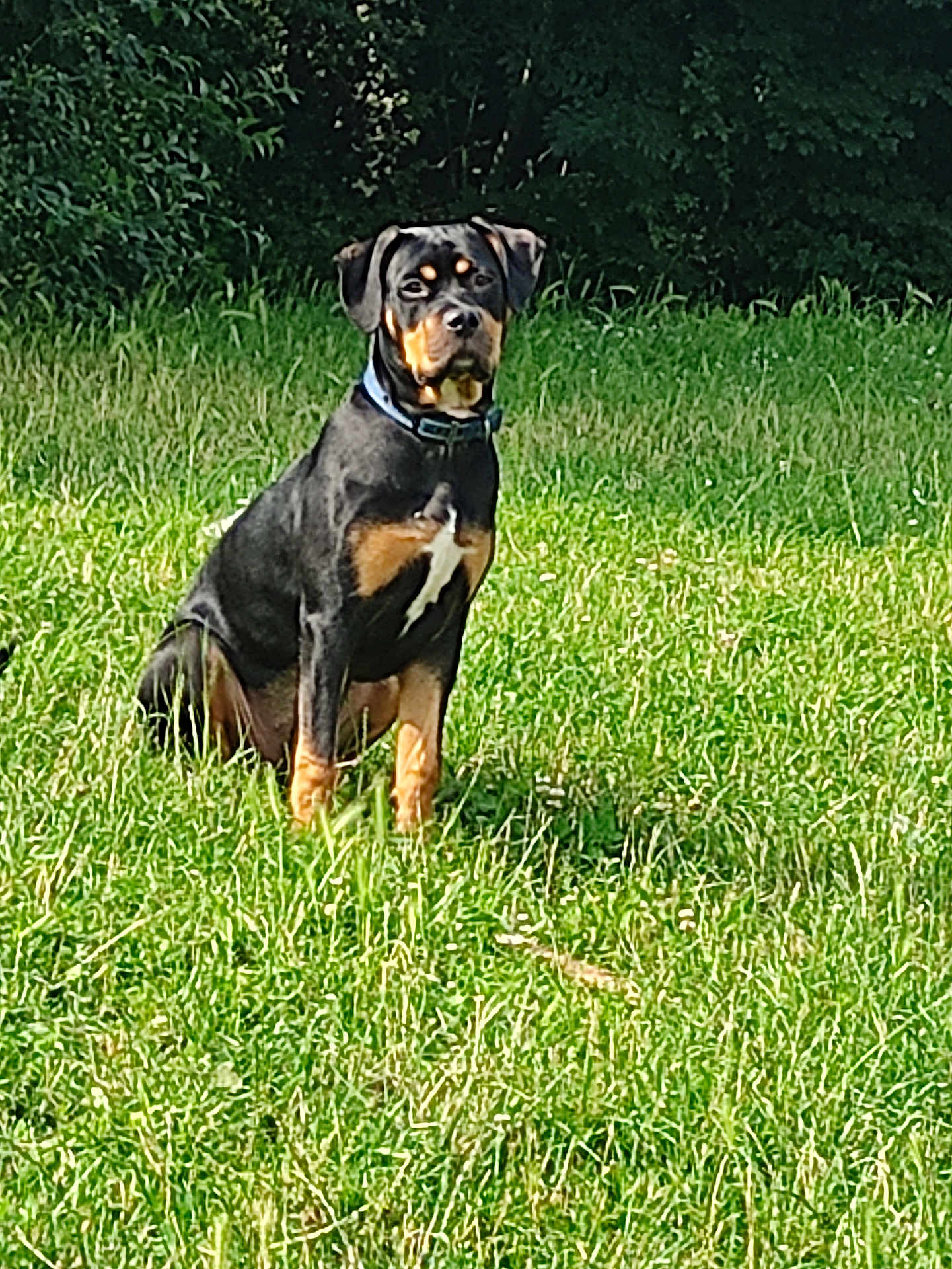 Akyra a rejoint le concours — aidez-le/la à gagner de superbes lots ! dog, rottweiler, animal, grass, field, outdoor, pet, canine, nature, sitting, greenery, collar, alert, mammal, summer, daylight, forest, portrait, watchful, loyal