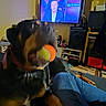 Akyra a rejoint le concours — aidez-le/la à gagner de superbes lots ! dog, tennis_ball, blur, living_room, couch, person, jeans, television, furniture, indoor, speaker, shelf, remote_control, casual, home, entertainment, relaxation, pet, toy, clutter