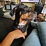 Akyra participe au concours pour gagner de l'argent avec cette photo : black_and_tan, casual, comfort, couch, decorations, dog, electronics, furniture, hand, home, indoor, jeans, living_room, person, pet, relaxed, shelf, sitting, television, watching_tv