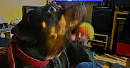 Akyra a rejoint le concours — aidez-le/la à gagner de superbes lots ! dog, blur, collar, indoor, television, person, jeans, ball, living_room, furniture, television_screen, red_collar, black_dog, orange_ball, blurred_motion, seated_person, sitting_dog, yellow_wall, shelf, home