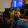 dog, blur, collar, indoor, television, person, jeans, ball, living_room, furniture, television_screen, red_collar, black_dog, orange_ball, blurred_motion, seated_person, sitting_dog, yellow_wall, shelf, home
